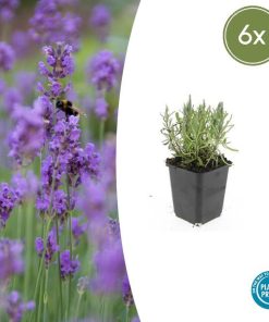 Lavandula ang. ‚Munstead‘ – ↕10-25cm – Ø9cm – 6x