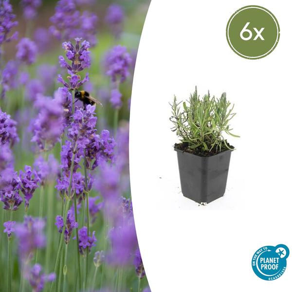 Lavandula ang. ‚Munstead‘ – ↕10-25cm – Ø9cm – 6x