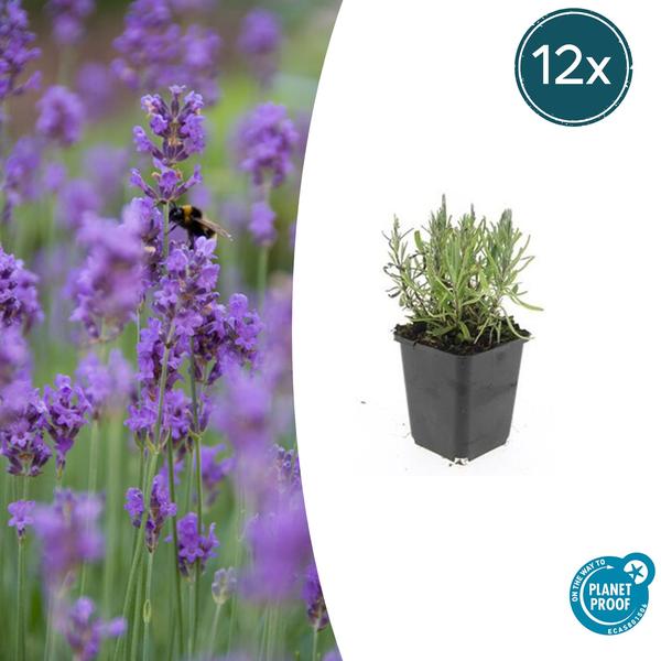 Lavandula ang. ‚Munstead‘ – ↕10-25cm – Ø9cm – 12x