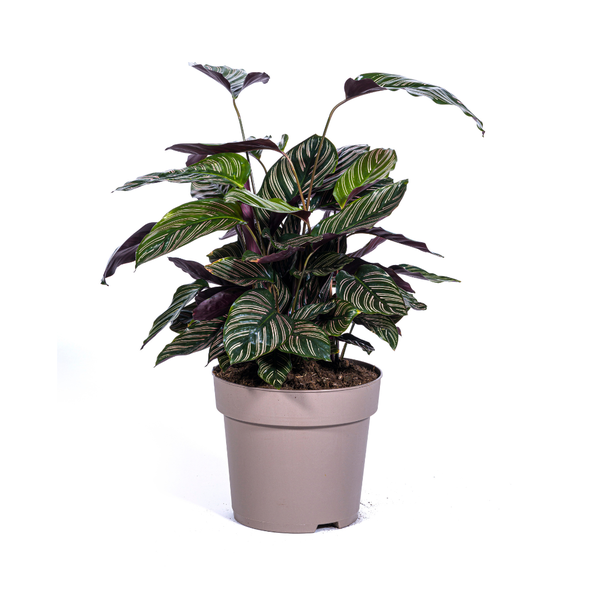 Calathea Ornata Sanderiana Ø27cm – ↕70cm