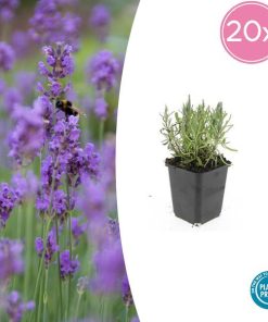 Lavandula ang. ‚Munstead‘ – ↕10-25cm – Ø9cm – 20x