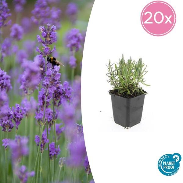 Lavandula ang. ‚Munstead‘ – ↕10-25cm – Ø9cm – 20x