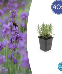 Lavandula ang. ‚Munstead‘ – ↕10-25cm – Ø9cm – 40x