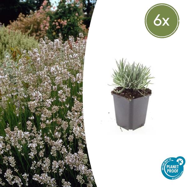 Lavandula int. ‚Edelweiss‘ – ↕10-25cm – Ø9cm – 6x