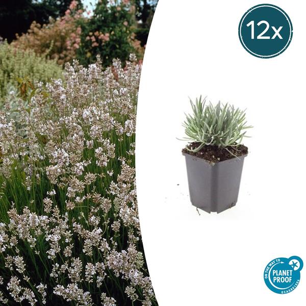 Lavandula int. ‚Edelweiss‘ – ↕10-25cm – Ø9cm – 12x