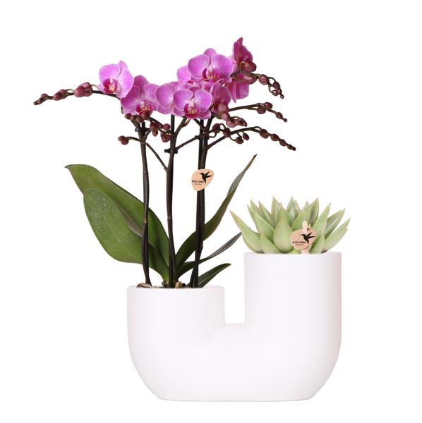 Kolibri Orchids | Set aus rosa Orchidee Vienna und Sukkulente in weißem Ziertopf – Topfgröße Ø9 cm | blühende Zimmerpflanze – frisch vom Züchter