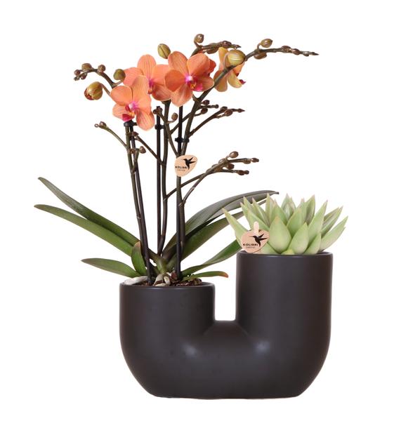 Kolibri Orchids | Set aus orangefarbener Bolzano-Orchidee und Sukkulente im schwarzen dekorativen Röhrentopf – Topfgröße Ø9cm | blühende Zimmerpflanze – frisch vom Züchter