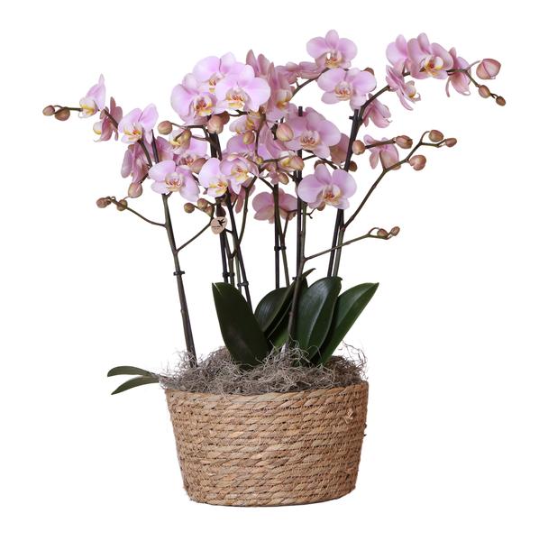 Kolibri Orchids | Komplettes Orchideen-Set im Schilfkorb | drei Kikkion-Orchideen im Schilfkorb inkl. Bewässerungssystem – Ø30cm