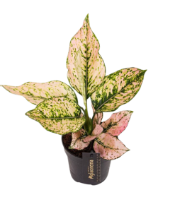 Aglaonema Rosy – Ø12cm – ↕35cm