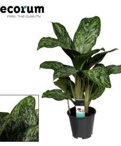 Aglaonema Greenlight (Decorum)