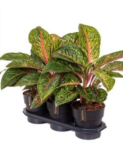 Aglaonema Lychee Red