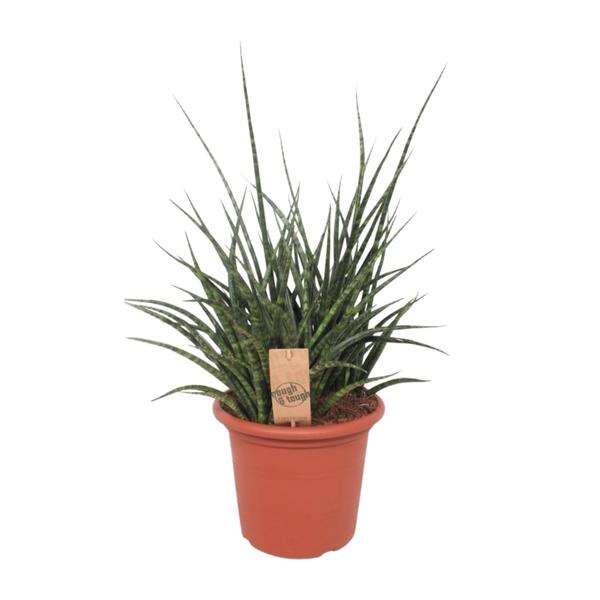 Sansevieria Fernwood Punk – Ø25cm – ↕60cm