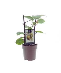 Actinidia Jenny (15007) – Ø15cm – ↕40cm