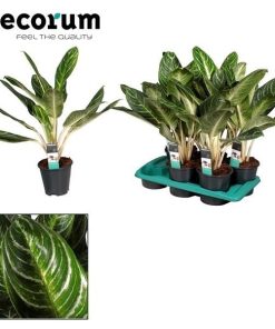 Aglaonema Keylime – Ø17cm – ↕60cm