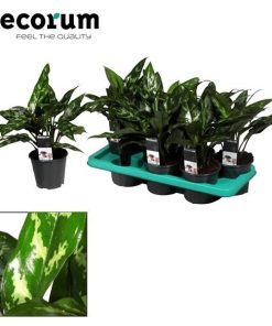 Aglaonema Maria – Ø14cm – ↕40cm