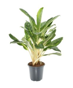 Aglaonema Keylime – Ø21cm – ↕70cm