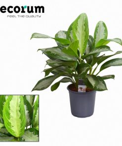 Aglaonema Diamond Bay – Ø21cm – ↕80cm