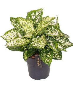 Aglaonema Ivory Jade – Ø19cm – ↕40cm