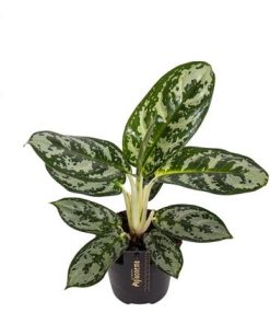 Aglaonema Amazon Silver – Ø12cm – ↕30cm