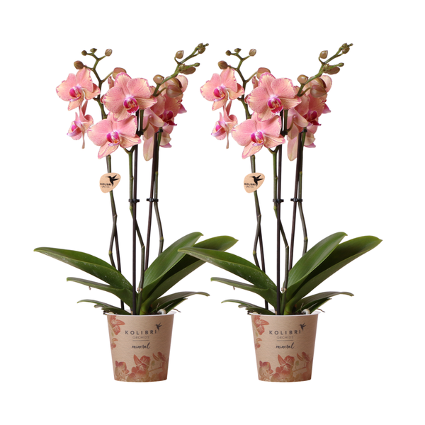 Kolibri Orchids | KOMBI ANGEBOT von 2 Phalaenopsis Orchideen – Pirate Picotee – Topfgröße Ø12cm | Blühende Zimmerpflanze – Frisch vom Züchter