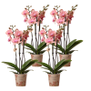 Kolibri Orchids | KOMBI-ANGEBOT von 4 Phalaenopsis-Orchideen – Pirate Picotee – Topfgröße Ø12cm | Blühende Zimmerpflanze – Frisch vom Züchter