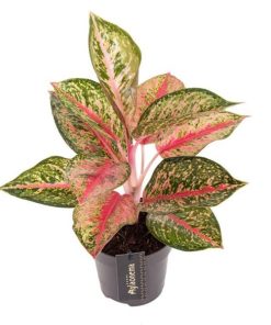 Aglaonema Paradise Red – Ø12cm – ↕40cm