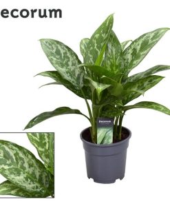 Aglaonema Green Lady – Ø17cm – ↕60cm