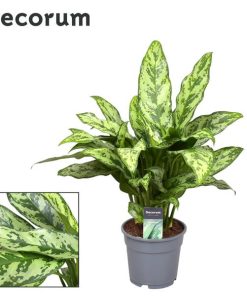 Aglaonema Romeo – Ø17cm – ↕60cm