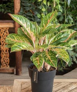 Aglaonema Coco Melon – Ø19cm – ↕60cm