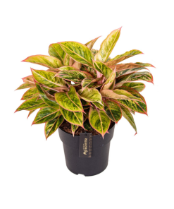 Aglaonema Salmon Fantasy – Ø19cm – ↕40cm