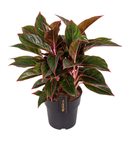 Aglaonema Crete – Ø19cm – ↕55cm