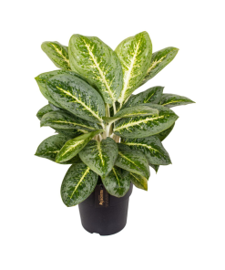 Aglaonema Lemon Mint – Ø19cm – ↕50cm