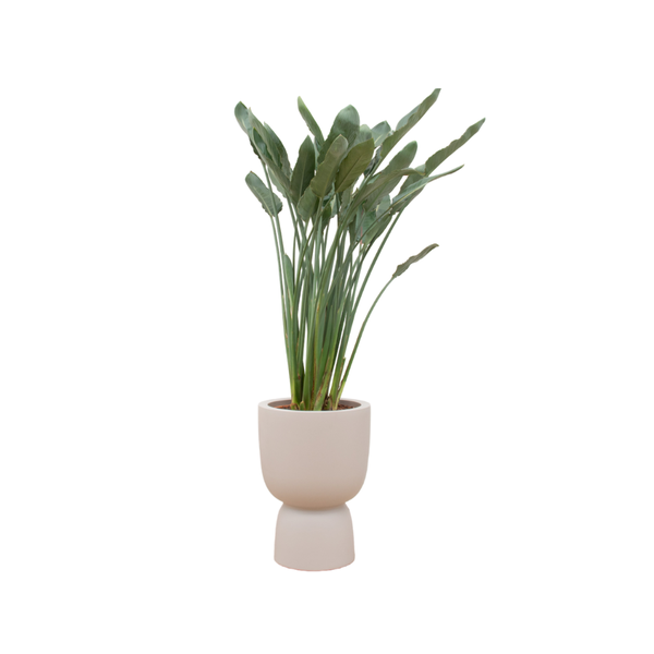 Combi deal – Strelitzia Reginae inclusief elho Pure Coupe beige Ø41 – 190 cm