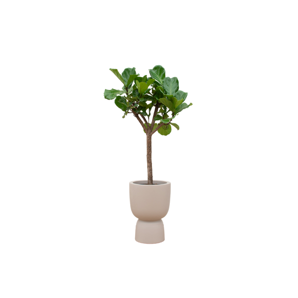 Combi deal – Ficus Lyrata boom inclusief elho Pure Coupe beige Ø41 – 210 cm