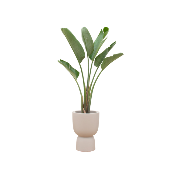 Combi deal – Strelitzia Augusta inclusief elho Pure Coupe beige Ø41 – 210 cm